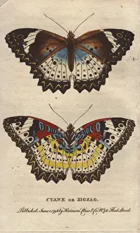 Zigzag Prints: Cyane or Zigzag butterfly, Leopard Lacewing, Cethosia cyane