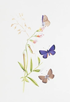Larvae Collection: Cyaniris semiargus, mazarine blue