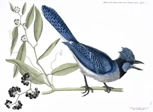Bahama Prints: Cyanocitta cristata, blue jay