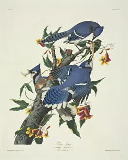 Cyanocitta cristata, blue jay
