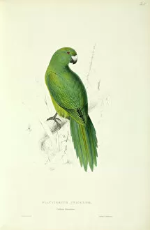 Perched Collection: Cyanoramphos unicolor, Antipodes parakeet