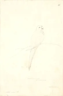 Forster Collection: Cyanoramphus novaezelandiae, red-fronted parakeet