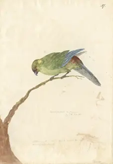 Cyanoramphus novaezelandiae, red-fronted parakeet