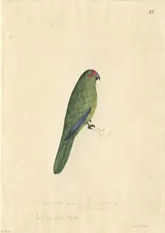 Fronted Prints: Cyanoramphus novaezelandiae, red-fronted parakeet