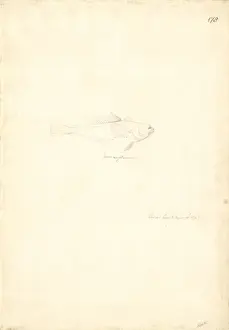 Cyanoramphus novaezelandiae, red-fronted parakeet