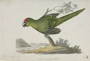 Cyanoramphus novaezelandiae, red-fronted parakeet