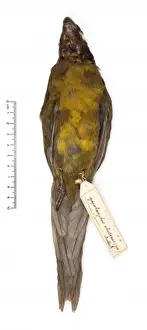 Cyanoramphus zealandicus, black-fronted parakeet