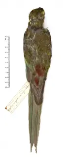 Fronted Prints: Cyanoramphus zealandicus, black-fronted parakeet