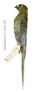 Cyanoramphus zealandicus, black-fronted parakeet