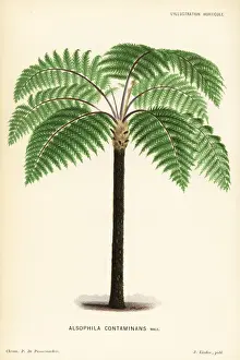 Fern Prints: Cyathea contaminans tree fern