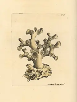Madrepore Prints: Cyathelia axillaris coral