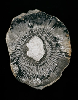 Anthozoa Gallery: Cyathophyllum sp. rugose coral