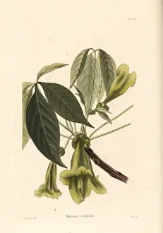 Cybistax, Cybistax antisyphilitica