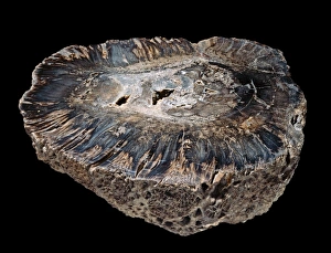 North America Gallery: Cycadeoidea marylandica, fossil cycad
