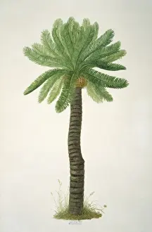 Cycas angulata, cycad