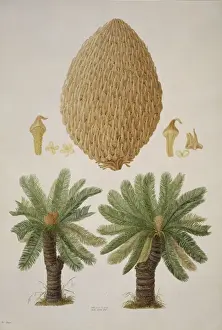 Cycas media, nut palm