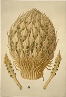 Cycas Prints: Cycas media, nut palm