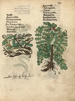 Cyclamen Prints: Cyclamen, Cyclamen species, and milkvetch