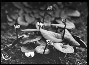 Cyclamen Prints: Cyclamen Europaeum (Purpurascens)
