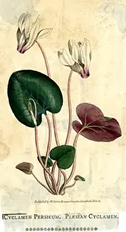 Cyclamen Persicum, Persian Cyclamen