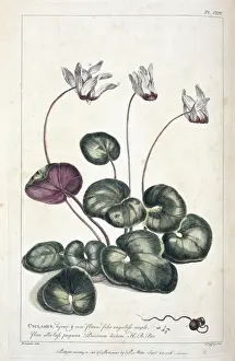 Cyclamen Prints: Cyclamen persicum, Persian cyclamen