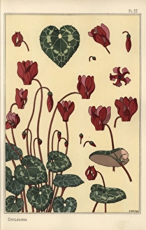Cyclamen plant, with details of the flower, leaves, petals Cyclamen plant, with details of the flower, leaves, petals