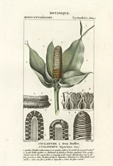 Birch Collection: Cyclanthus bipartitus