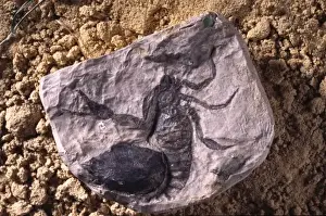 Claw Prints: Cyclophthalmus senior, insect