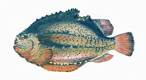 Paddle Gallery: Cyclopterus lumpus, or Lumpfish