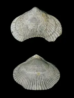 Triangular Prints: Cyclothyris difformis, brachiopod