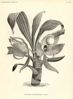 Linden Collection: Cycnoches chlorochilon orchid