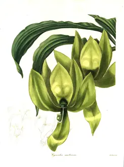 Henslow Prints: Cycnoches ventricosum orchid
