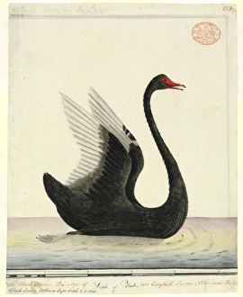 Swan Collection: Cygnus atratus, black swan