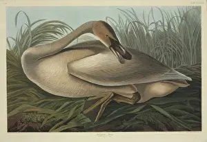 Cygnus buccinator, trumpeter swan