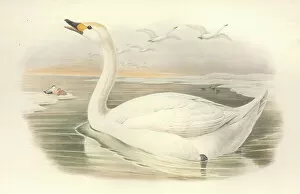 Gould Collection: Cygnus columbianus, tundra swan