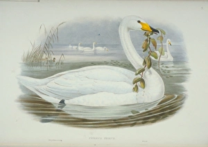 Anatidae Gallery: Cygnus cygnus, whooper swan