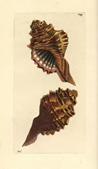 Mollusk Collection: Cymatium femorale