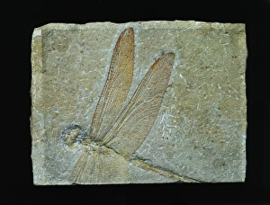 Odonata Collection: Cymatophlebia longialata, fossil dragonfly