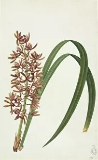Monocotyledon Collection: Cymbidium aloifolium, orchid