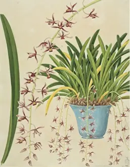 Cymbidium aloifolium, orchid