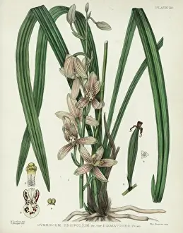 S Eed Prints: Cymbidium ensifolium, purple striped orchid