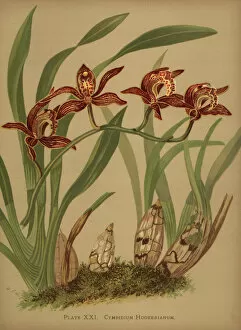 Orchids Collection: Cymbidium hookerianum orchid