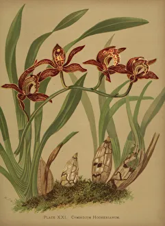 Orchids Gallery: Cymbidium hookerianum orchid