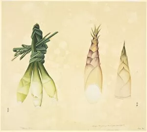 Commelinid Collection: Cymbopogon citratus, lemon grass
