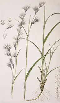 Potted Histories Prints: Cymbopogon iwarancusa, oilgrass