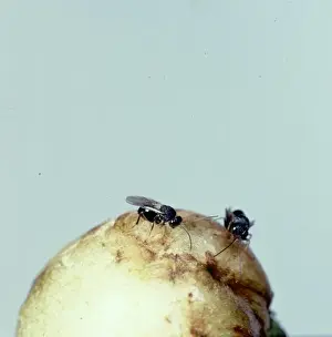 Fagaceae Prints: Cynipidae, adult gall wasps
