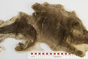 Cynogale lowei, lowes otter civet