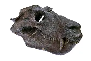 Phanerozoic Prints: Cynognathus crateronotus