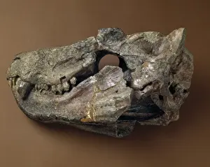 Carnivore Prints: Cynognathus skull