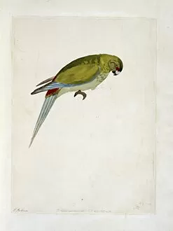 Endeavour Collection: Cynoramphus zealandicus, black-fronted parakeet